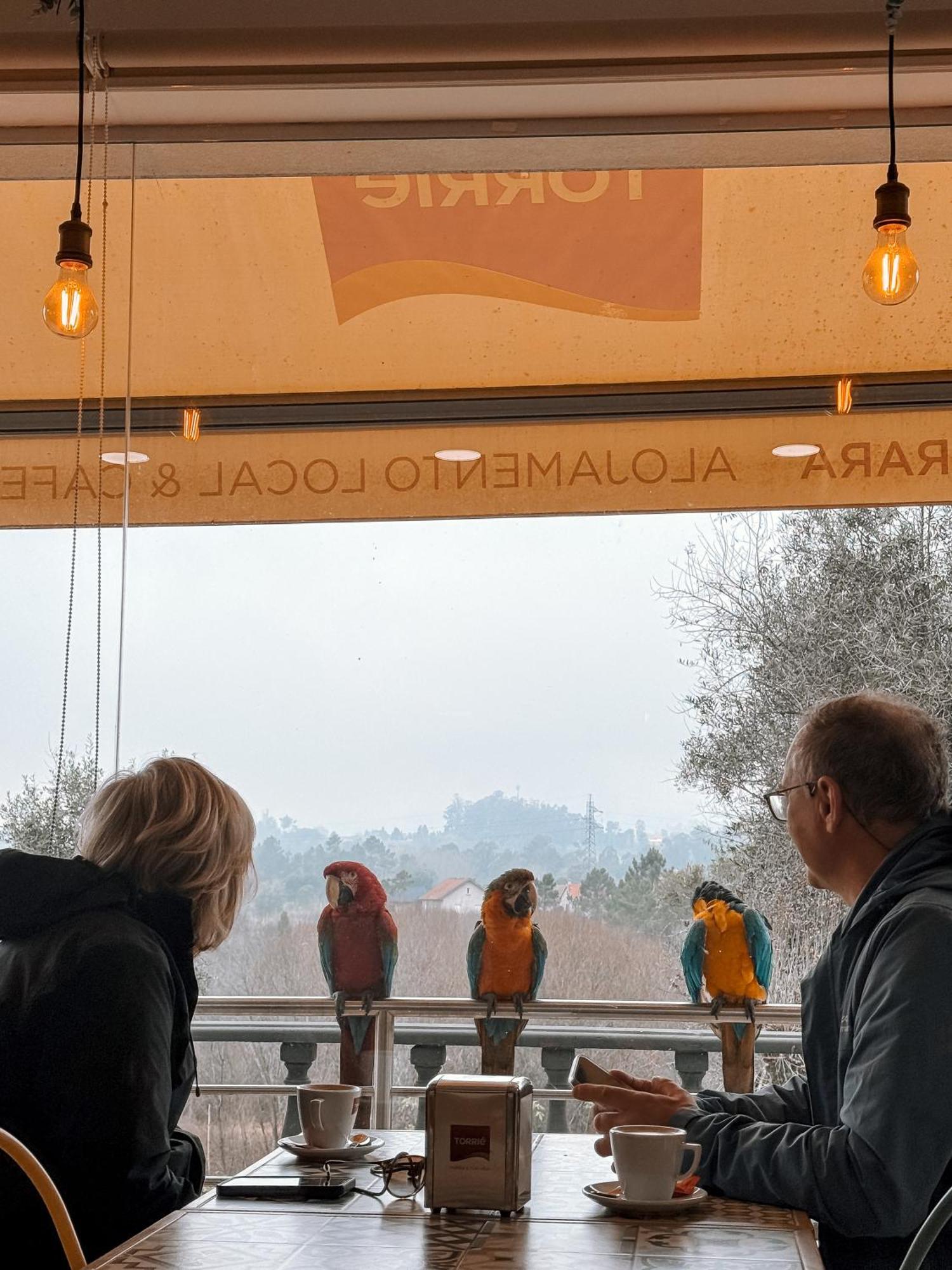 Ninho D'Arara Bed & Breakfast Tondela Dış mekan fotoğraf